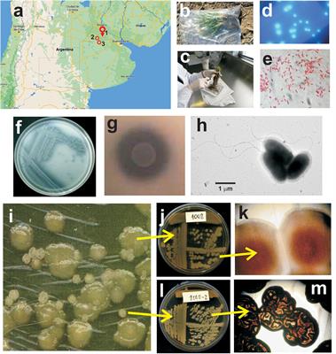 Agronomic efficiency and genome mining analysis of the wheat-biostimulant rhizospheric bacterium Pseudomonas pergaminensis sp. nov. strain 1008T